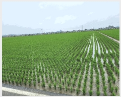  2025Ÿ��31314  ����