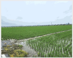  2025Ÿ��31314  ����