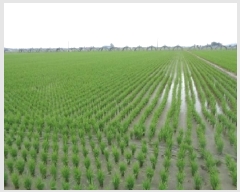  2025Ÿ��31314  ����