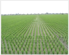  2025Ÿ��31314  ����