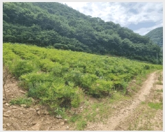  2025Ÿ647  ֱ ̸ ȴ 45-3      (Ӿ)