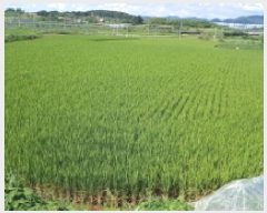  2025Ÿ��861  ����