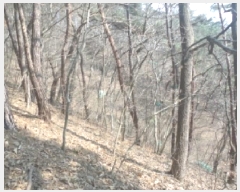  2025Ÿ30968  ӽǱ  ︮ 95-1      (Ӿ)