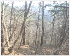  2025Ÿ30968  ӽǱ  ︮ 95-1      (Ӿ)