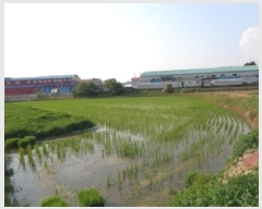  2025Ÿ��31262  ����