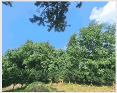  2025Ÿ��31288  �����