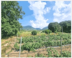  2025Ÿ��31288  �����