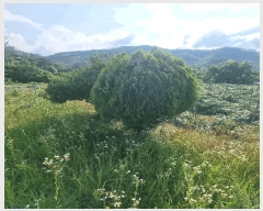  2025Ÿ��31288  �����