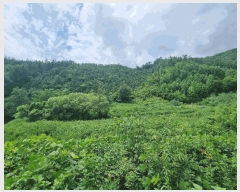  2025Ÿ��31540 ���� ���ȱ� �α͸� ������ ��111-1      ����(�Ӿ�)���