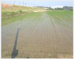  2025Ÿ��745 ���� ���ֱ� �̼��� ������ 315-4      ����(��)���