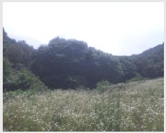  2025Ÿ786  ӽǱ Ŵ 渮 1085      (Ӿ)