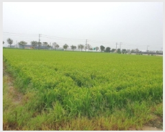  2025Ÿ��925 ���� ������ ������ ������ 572-1      ����(��)���