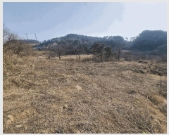  2025Ÿ��31003 ���� �ӽǱ� ������ ���渮 740-1      ����(��1)���