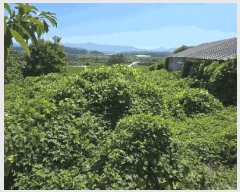  2025Ÿ31449  ӽǱ  д 290-1      ()