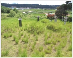  2025Ÿ��31586 ���� ���ֱ� ������ ���︮ 490-1      ����(�Ӿ�)���