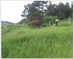  2025Ÿ��31586 ���� ���ֱ� ������ ���︮ 490-1      ����(�Ӿ�)���