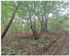  2025Ÿ��31721  �Ӿ߰��