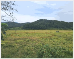  2025Ÿ��31736  ����