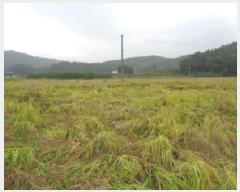  2025Ÿ��31736  ����