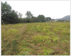  2025Ÿ��31736  ����