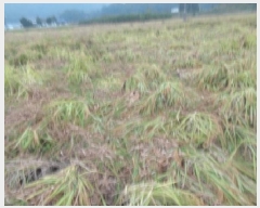  2025Ÿ��31736  ����