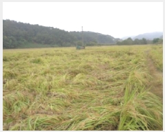  2025Ÿ��31736  ����