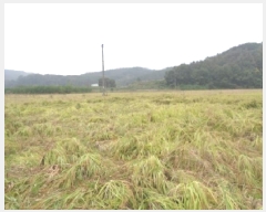  2025Ÿ��31736  ����