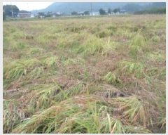  2025Ÿ��31736  ����