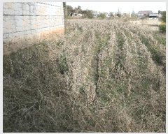  2025Ÿ��31874 ���� ������ ��ǳ�� 524-10       ����(��)���