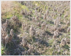  2025Ÿ��31874 ���� ������ ��ǳ�� 524-10       ����(��)���