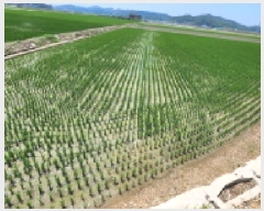  2025Ÿ433    긮 756      ()