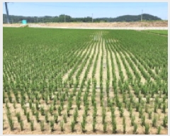  2025Ÿ433    긮 756      ()