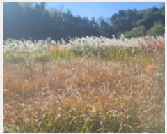  2025Ÿ��501 ���� ����� ���ʵ� 1       ����(��1)���