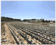  2025Ÿ20952  ͻ  ȭ긮 386      (1)