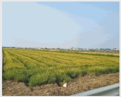  2025Ÿ��20940  ����