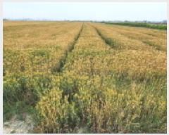  2025Ÿ��20940  ����