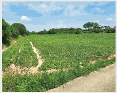  2025Ÿ��21090  ����