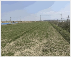  2025Ÿ��198 ���� ������ ����� ���� 590      ����(��)���