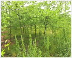  2025Ÿ237  â ƻ 긮 318-1      ()