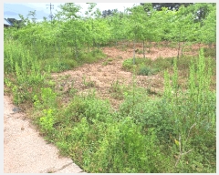  2025Ÿ237  â ƻ 긮 318-1      ()