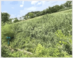  2025Ÿ��265  �����