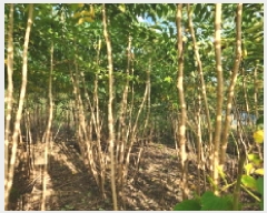  2025Ÿ��336 ���� �ξȱ� ����� ��û�� 96-1      ����(��1)���