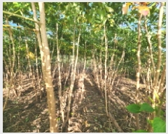  2025Ÿ��336 ���� �ξȱ� ����� ��û�� 96-1      ����(��1)���