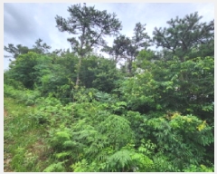  2025Ÿ��30297  �Ӿ߰��