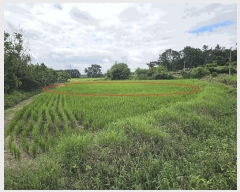  2025Ÿ��30315 ���� �ξȱ� ��ȭ�� â�ϸ� 253-5      ����(��)���