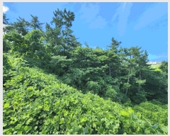  2025Ÿ��30337 ���� �ξȱ� ����� ������ 43-29      ����(�Ӿ�)���