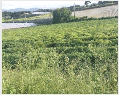  2025Ÿ��30419 ���� �ξȱ� ������ ���긮 737-1      ����(�Ӿ�)���