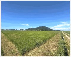  2025Ÿ��305 ���� �ξȱ� ��ȭ�� ��ȭ�� 2234-5      ����(��)���