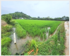  2025Ÿ��30317  ����