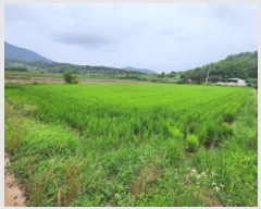  2025Ÿ��30317  ����